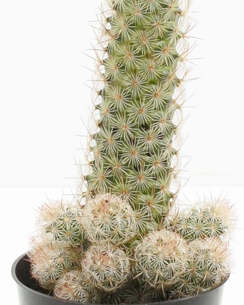 Lively Root - Lady Finger Cactus - Military & First Responder Discounts ...