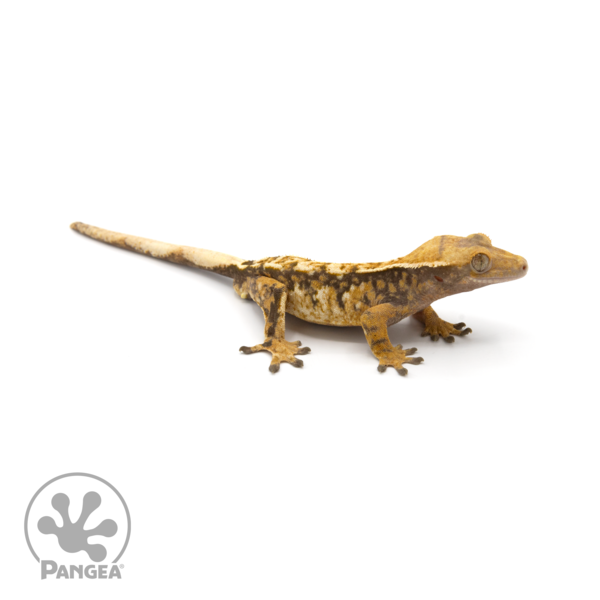 Pangea Reptile LLC - Male Extreme Harlequin Tricolor Crested Gecko Cr ...